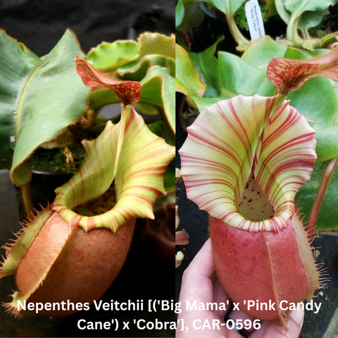 Split image of Nepenthes Veitchii seed pod hybrid showing lime green pitchers with red and pink stripes and green leaves.