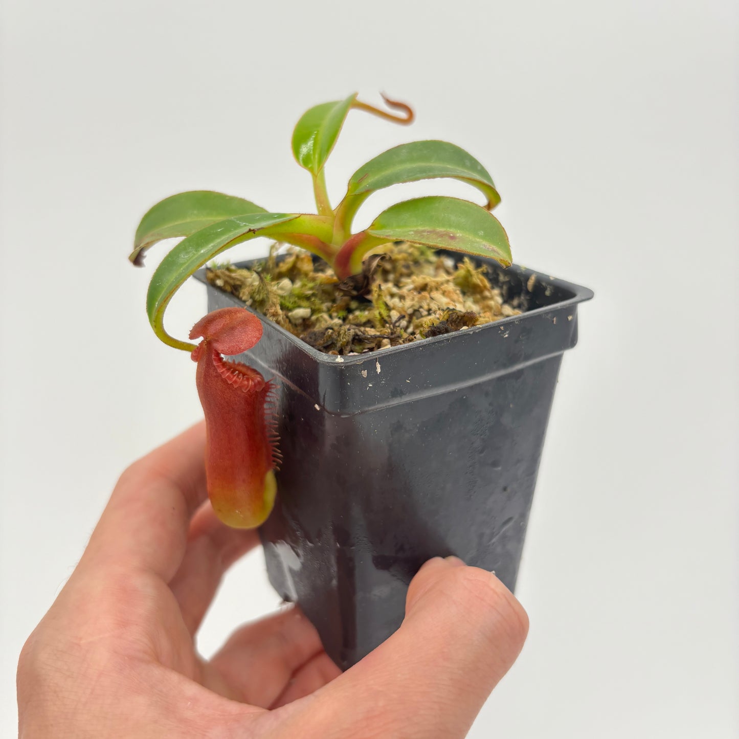 WH0009 Nepenthes edwardsiana (Tamb.) clone 2	(S) (HJ112)