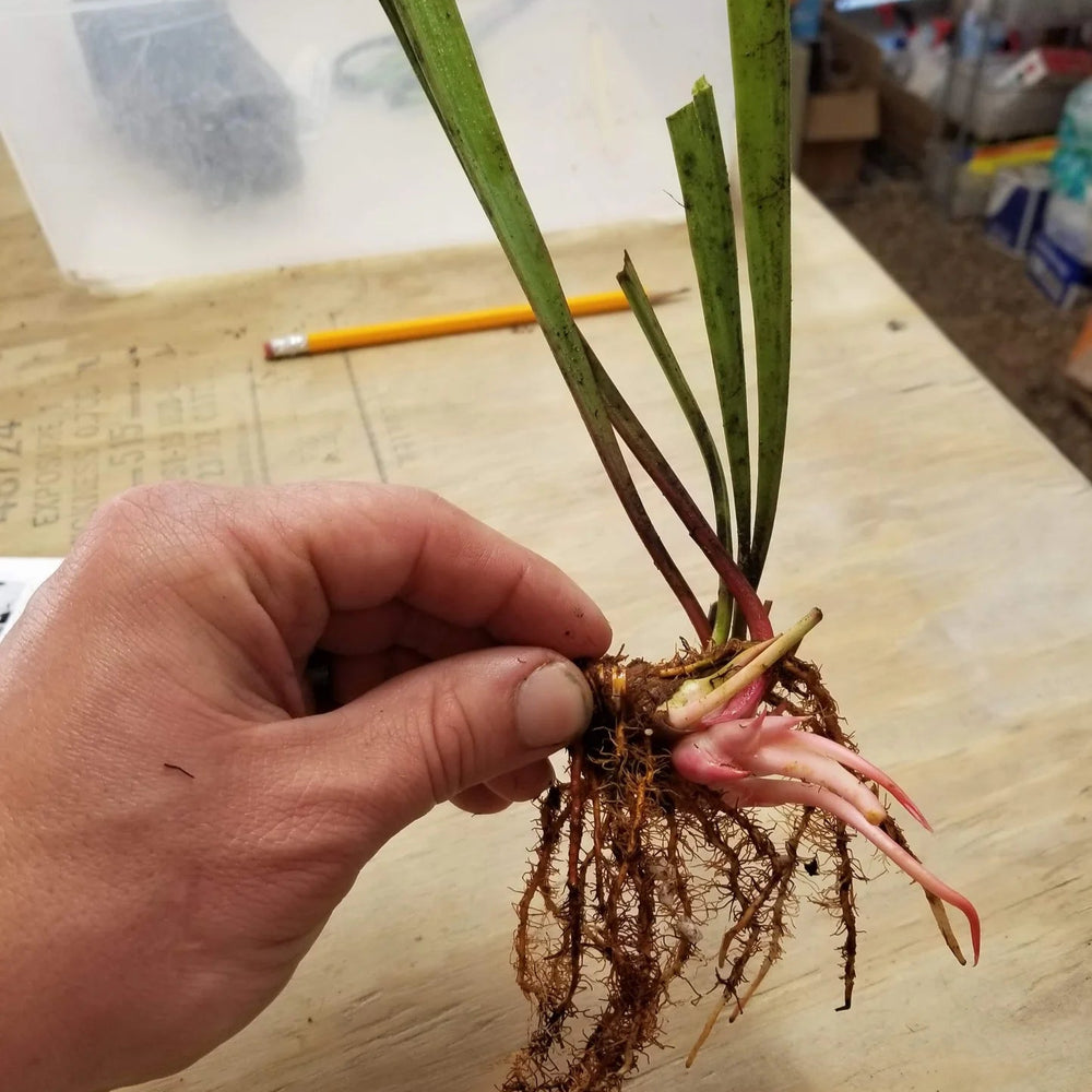 
                      
                        Sarracenia alata
                      
                    
