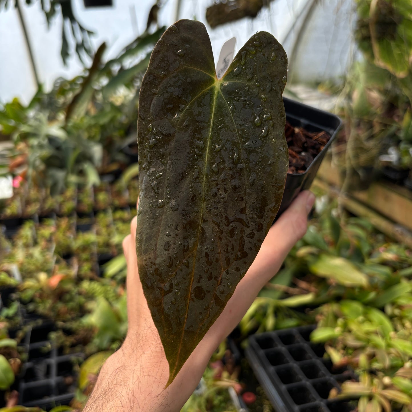 [MDR006] Anthurium papillilaminum (Ree Gardens CLONE)