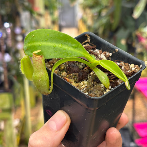 [W219]  Nepenthes marpesa x edwardsiana