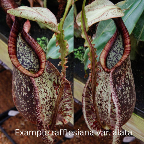 Two side by side close ups of Nepenthes rafflesiana Leilani x var alata pitchers with burgundy peristomes and speckled bodies