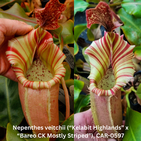 Two views of Nepenthes veitchii Kelabit Highlands x Bareo CK Mostly Striped with green yellow striped peristome and red lips.