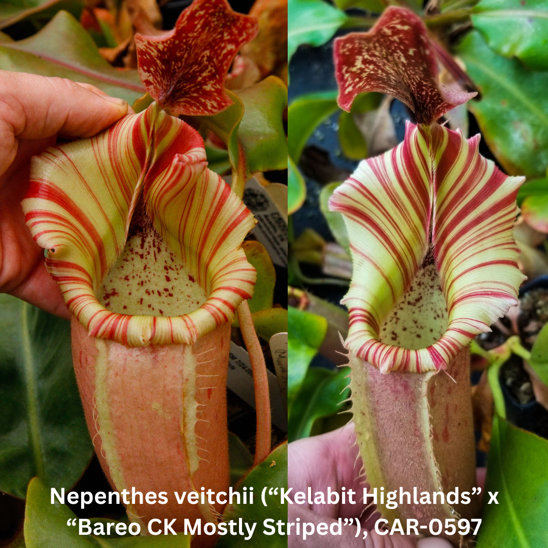 Nepenthes veitchii ('Kelabit Highlands' x 'Bareo CK Mostly Striped')- SEED POD