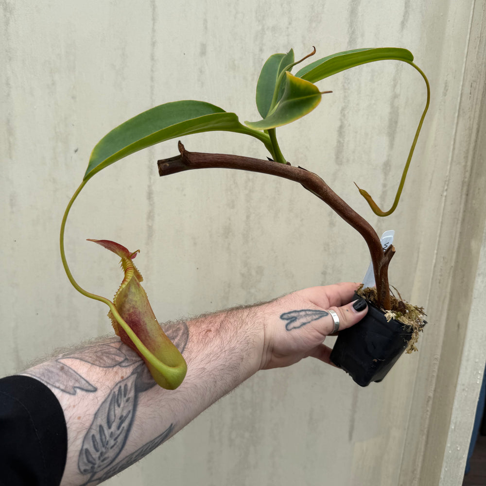 
                      
                        [W032] Nepenthes x trusmadiensis
                      
                    