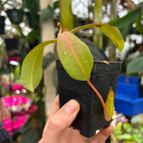 [W228] Nepenthes veitchii Nepenthes veitchii (Murud x Bareo)-Best x (peltata x tenuis), CAR-0631