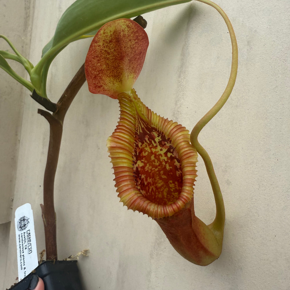 [W032] Nepenthes x trusmadiensis