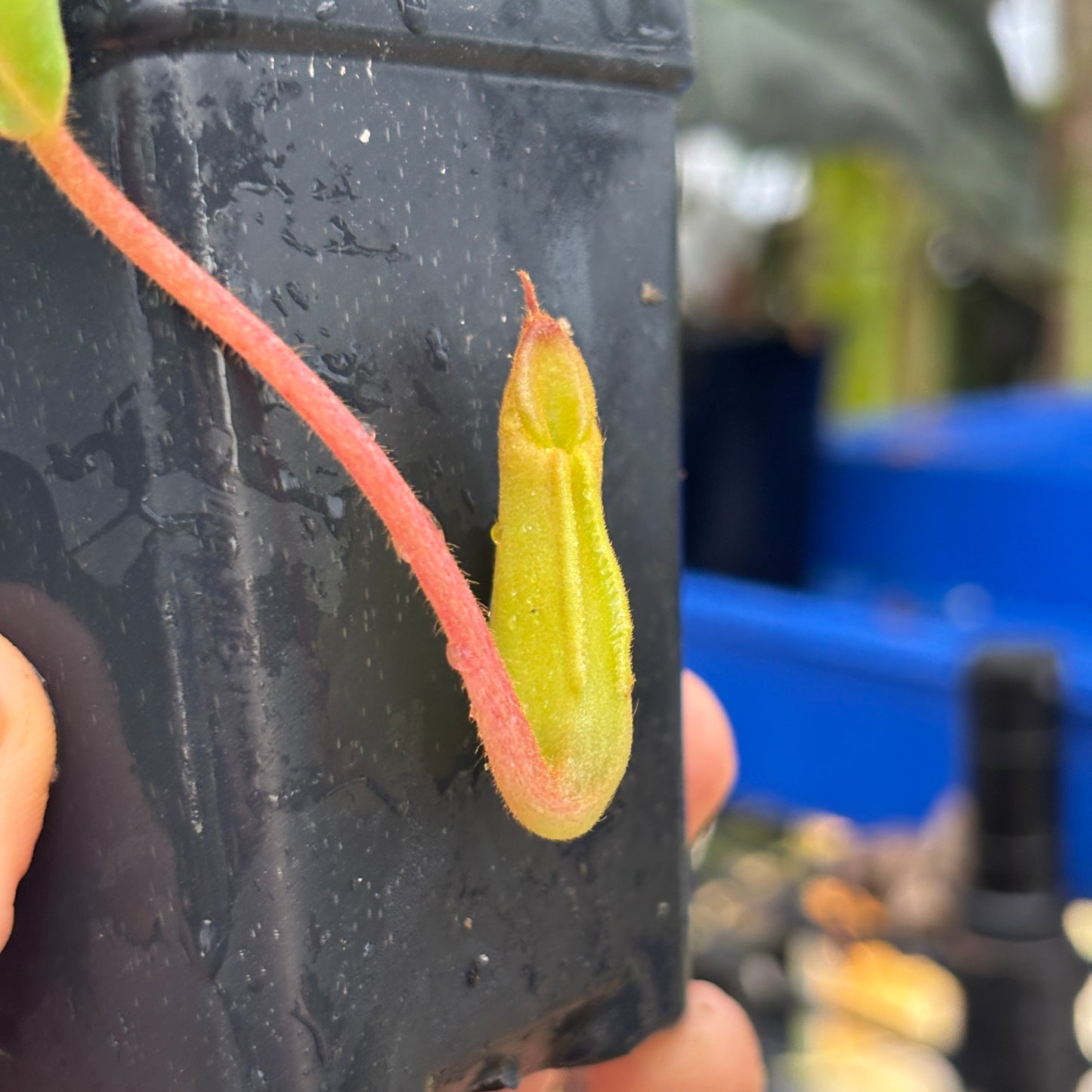 [W228] Nepenthes veitchii Nepenthes veitchii (Murud x Bareo)-Best x (peltata x tenuis), CAR-0631
