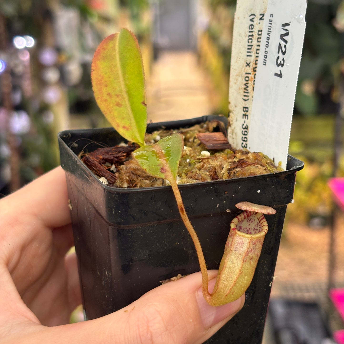 [W231] Nepenthes burbidgeae x (veitchii x lowii)