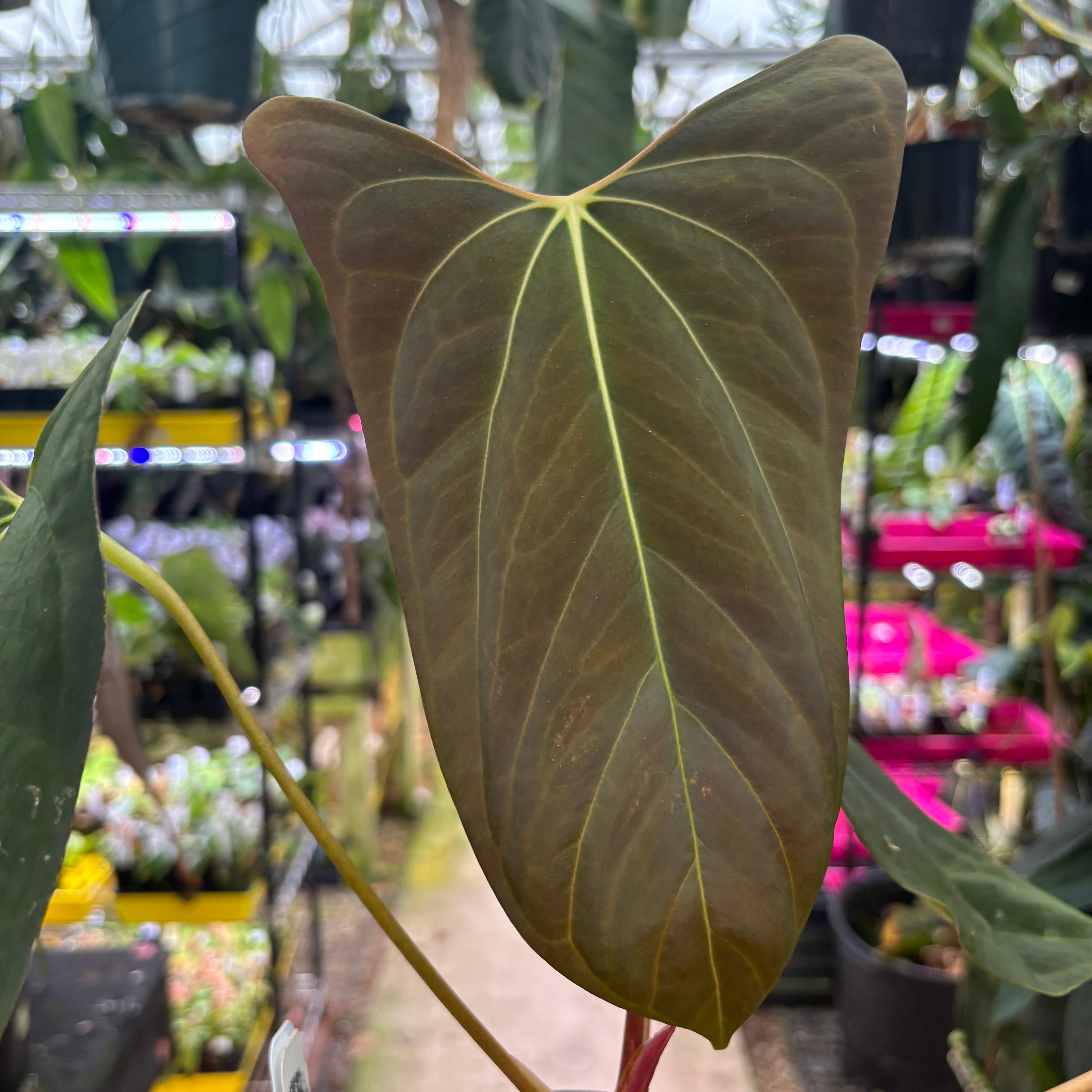 W183] Anthurium BVEP x BVEP port L – Carnivero