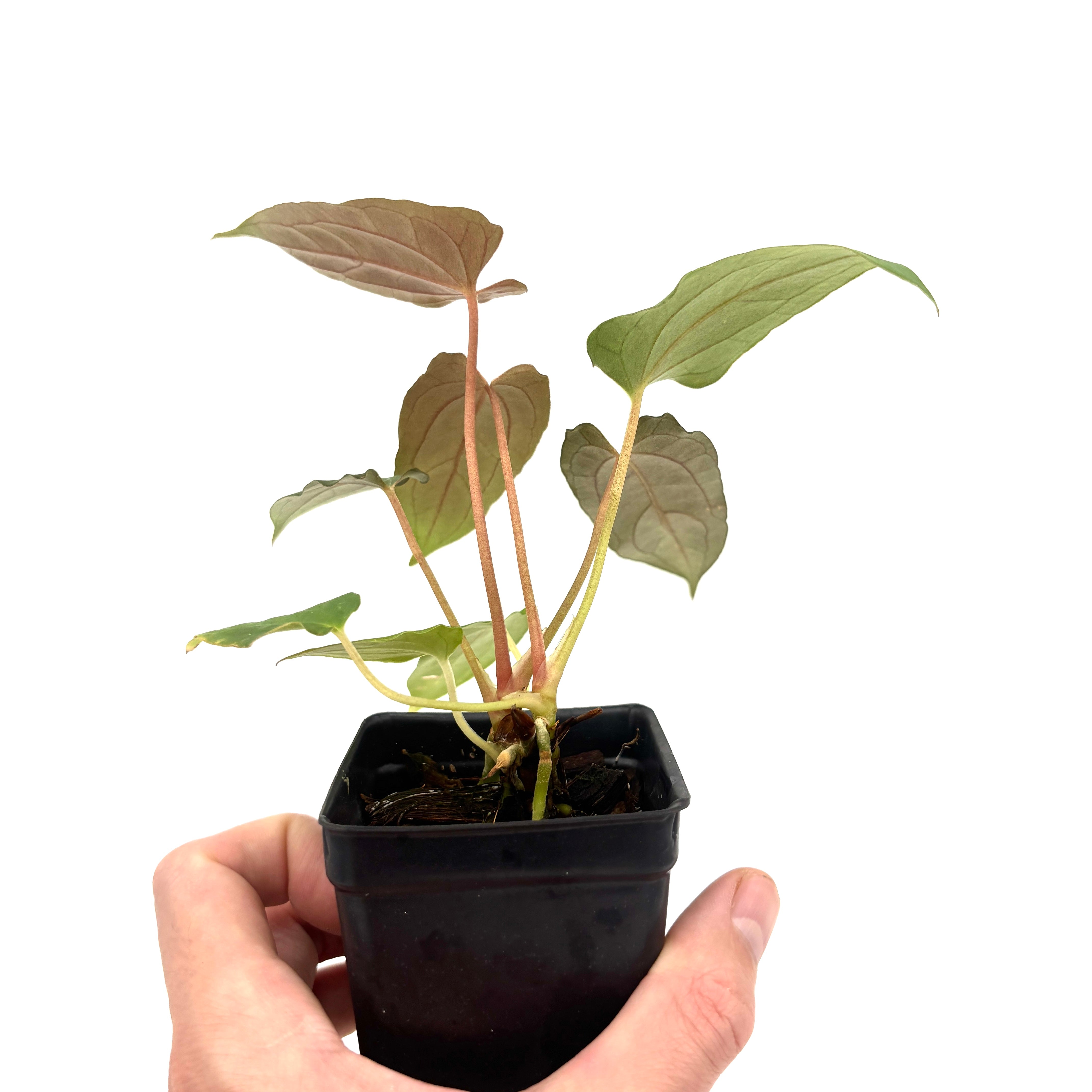 MDR072] Anthurium papillilaminum 