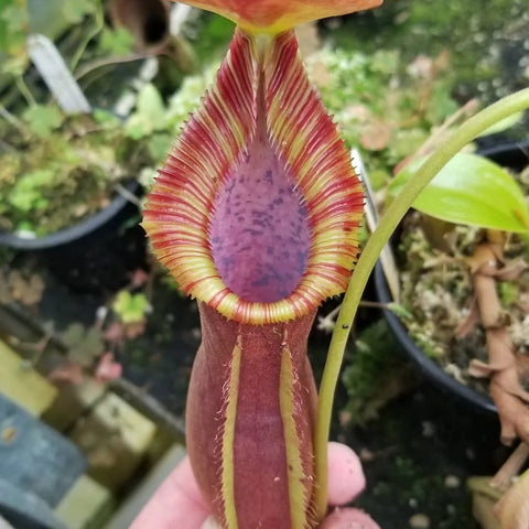 Nepenthes spathulata x trusmadiensis pitcher with red and yellow striped peristome and purple interior