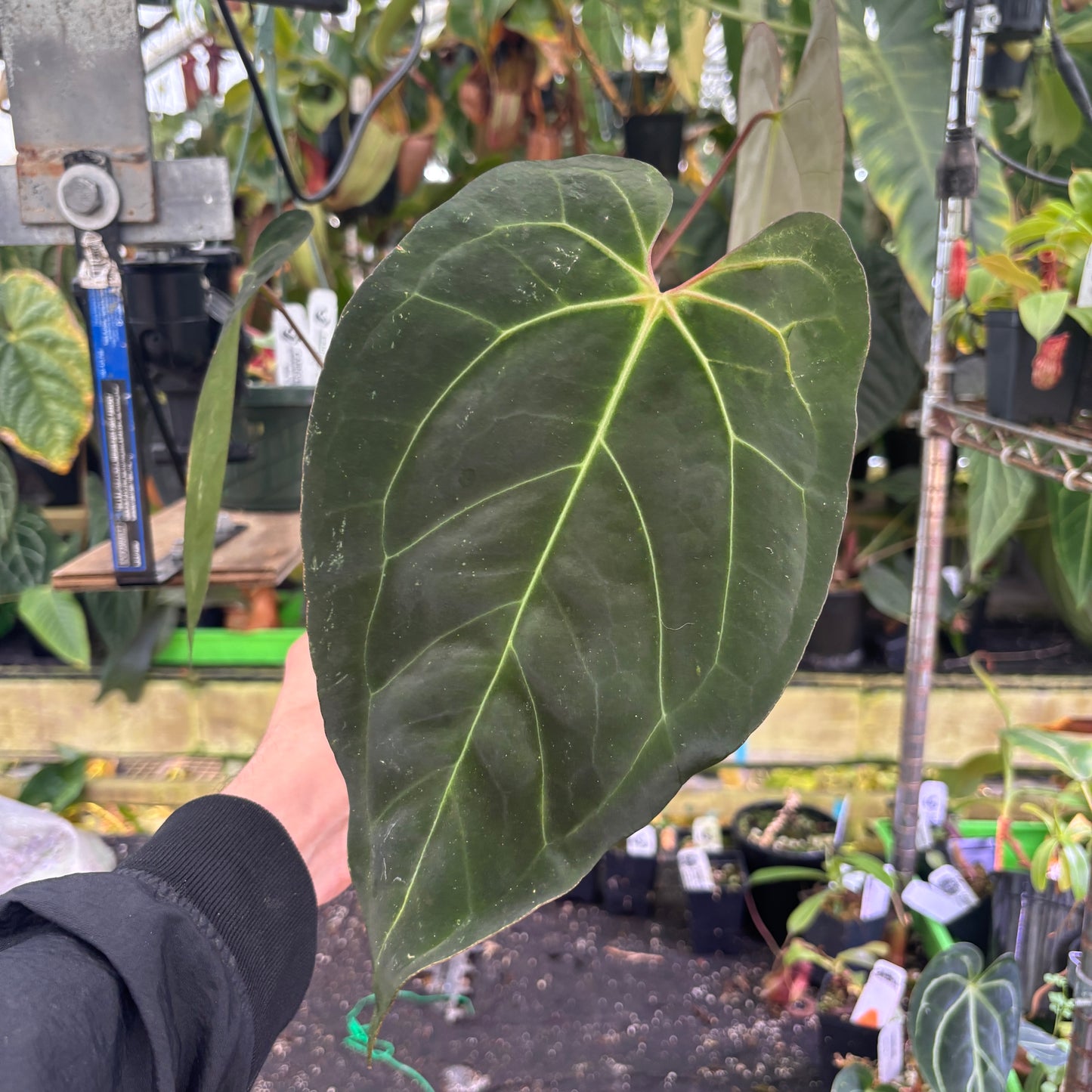 [W109] Anthurium (papillilaminum x Doc Block) x (carlablackiae x AOS)