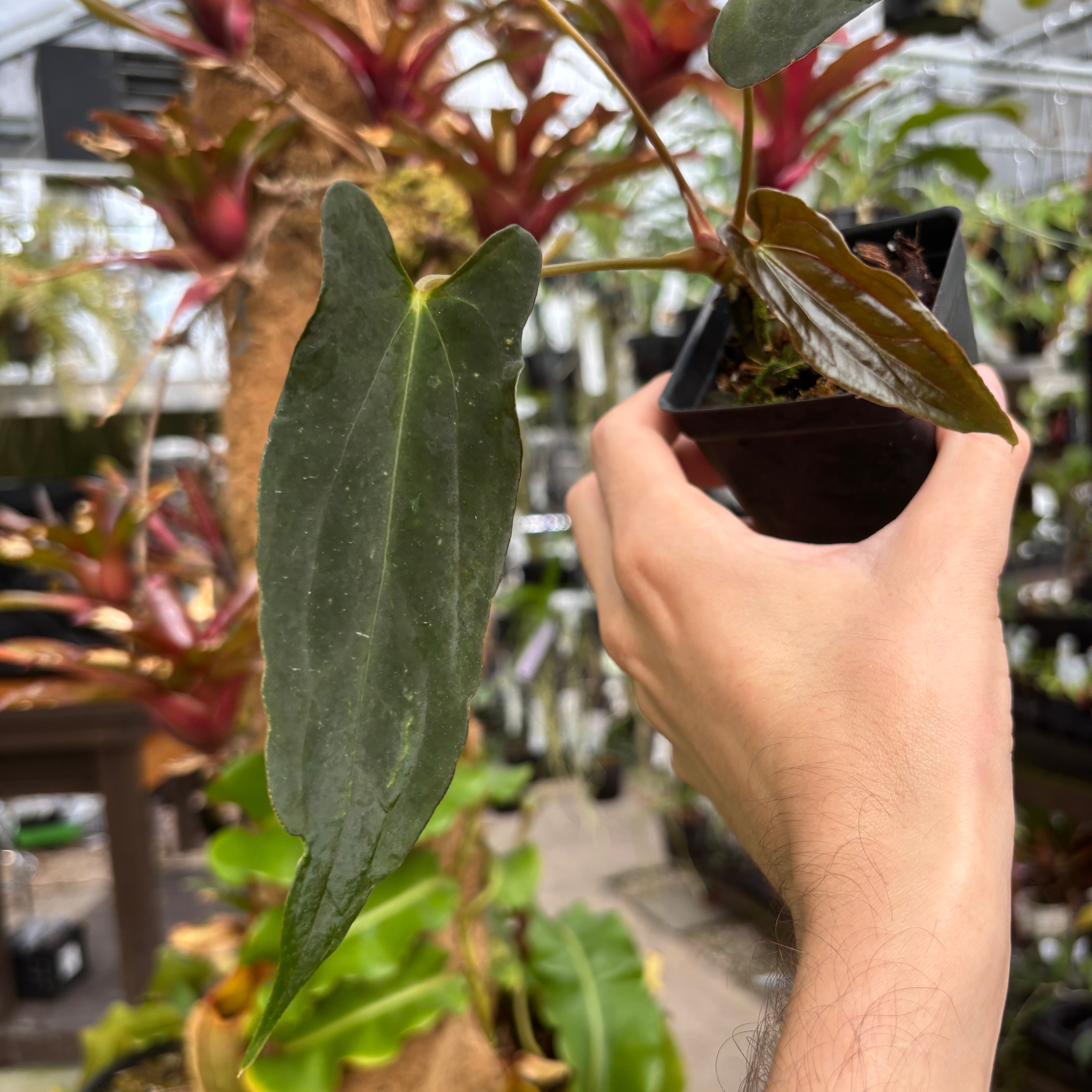 MDR066] Anthurium papillilaminum 