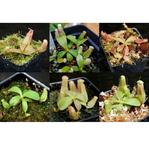 Nepenthes veitchii collection of young pitcher plants in six small pots