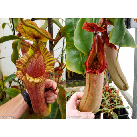 Two Nepenthes pitchers from the Red Ruffled cross plant; one striped yellow and red, the other long red.