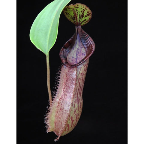 Nepenthes hamata x veitchii x lowii with a tall red maroon pitcher and a bright green leaf against a dark background