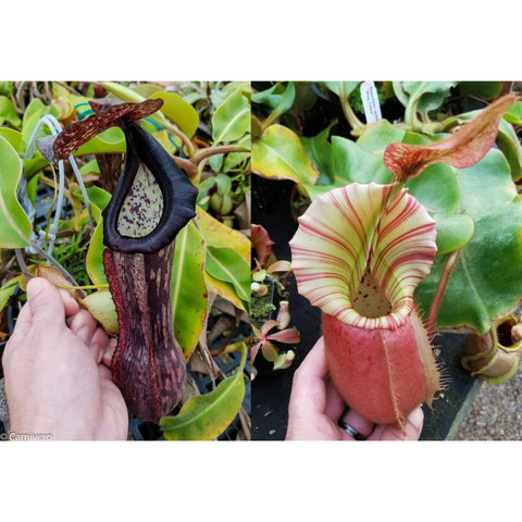 Nepenthes boschiana EP x veitchii Cobra pitchers on a plant a tall dark maroon pitcher and a pale striped pink pitcher.