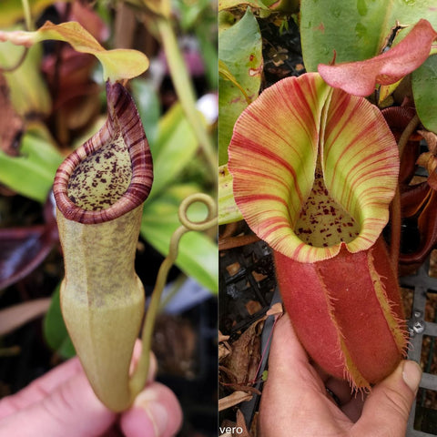 Two views of Nepenthes appendiculata x veitchii Pink Candy Cane with burgundy rimmed pitcher on the left and striped pink green pitcher on the right.