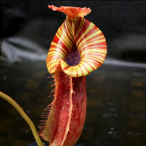 Close up of a Redonkulas Nepenthes pitcher with a striped yellow and red peristome curling over a tall red tube