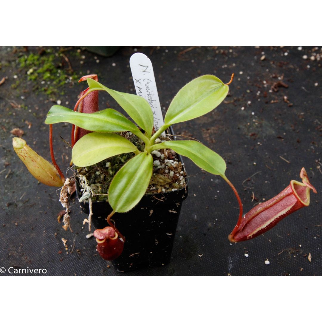 エンパシー - ノワール Nepenthes (veitchii x lowii) x mira BE-3910 – Carnivero
