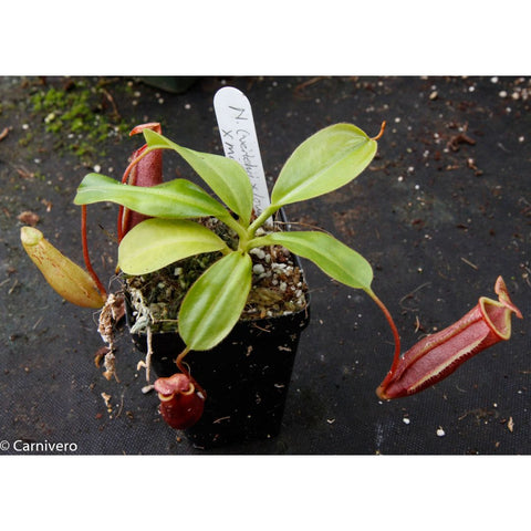 Nepenthes veitchii x lowii x mira hybrid BE-3910 in a small pot with green leaves and a red pitcher