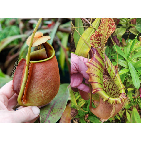 Nepenthes bicalcarata x northiana x veitchii hybrid pitchers, left a brown rounded pouch and right a green striped pitcher
