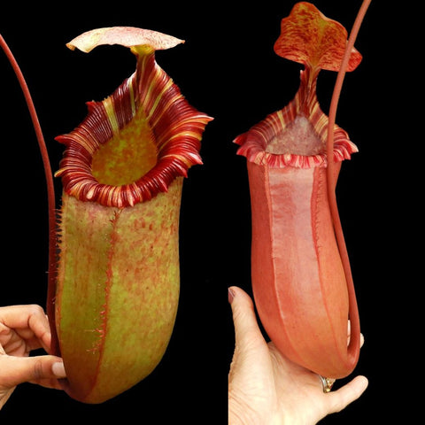 Two Nepenthes sibuyanensis x veitchii x lowii pitchers held by hands against a black background
