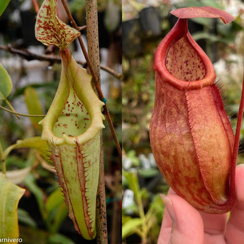Split image of Nepenthes maxima x EP x thorelii with a pale green pitcher on the left and a red speckled pitcher on the right.