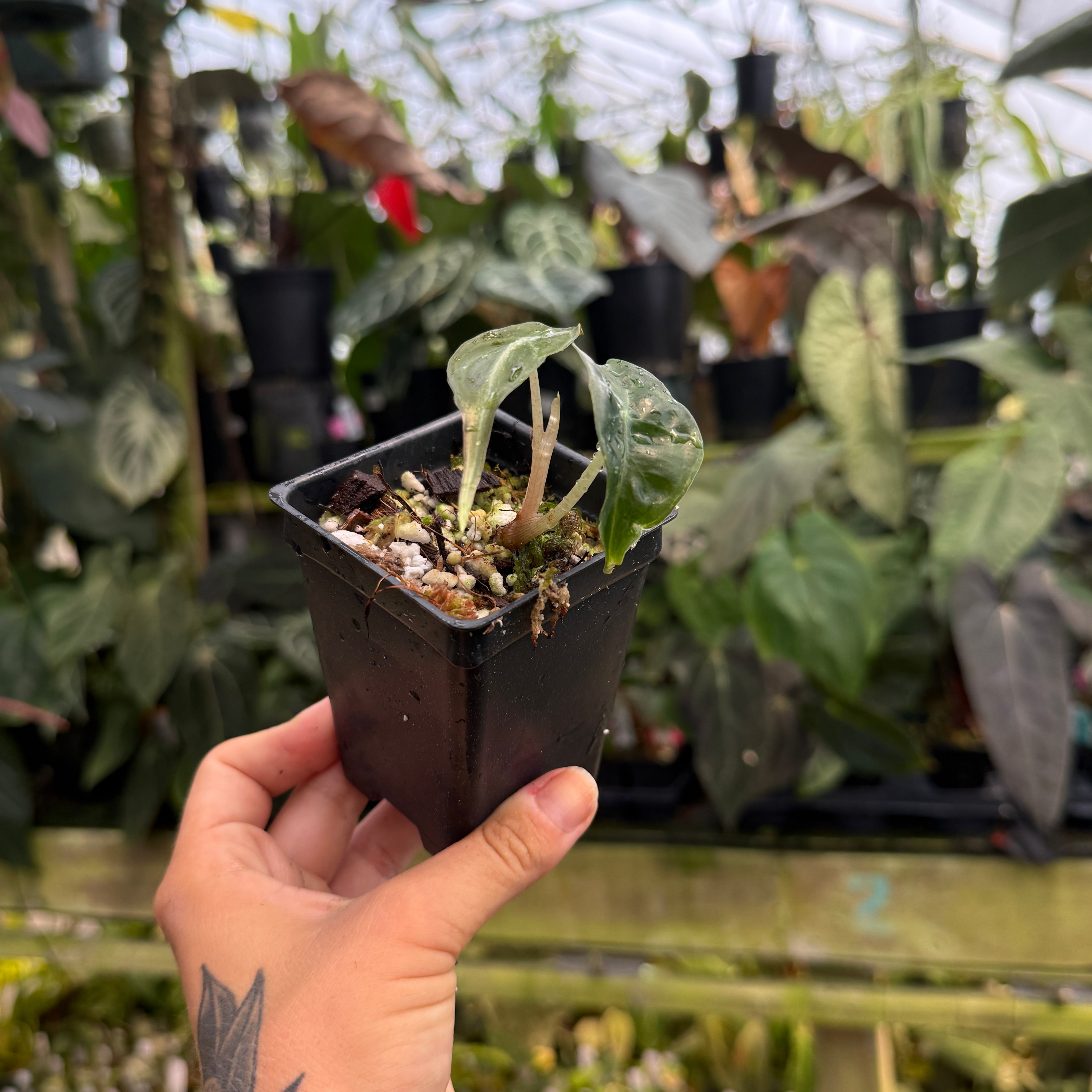 Alocasia venom, IMP-0249 – Carnivero