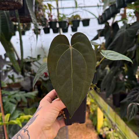 close up of a leaf of a velvety anthurium