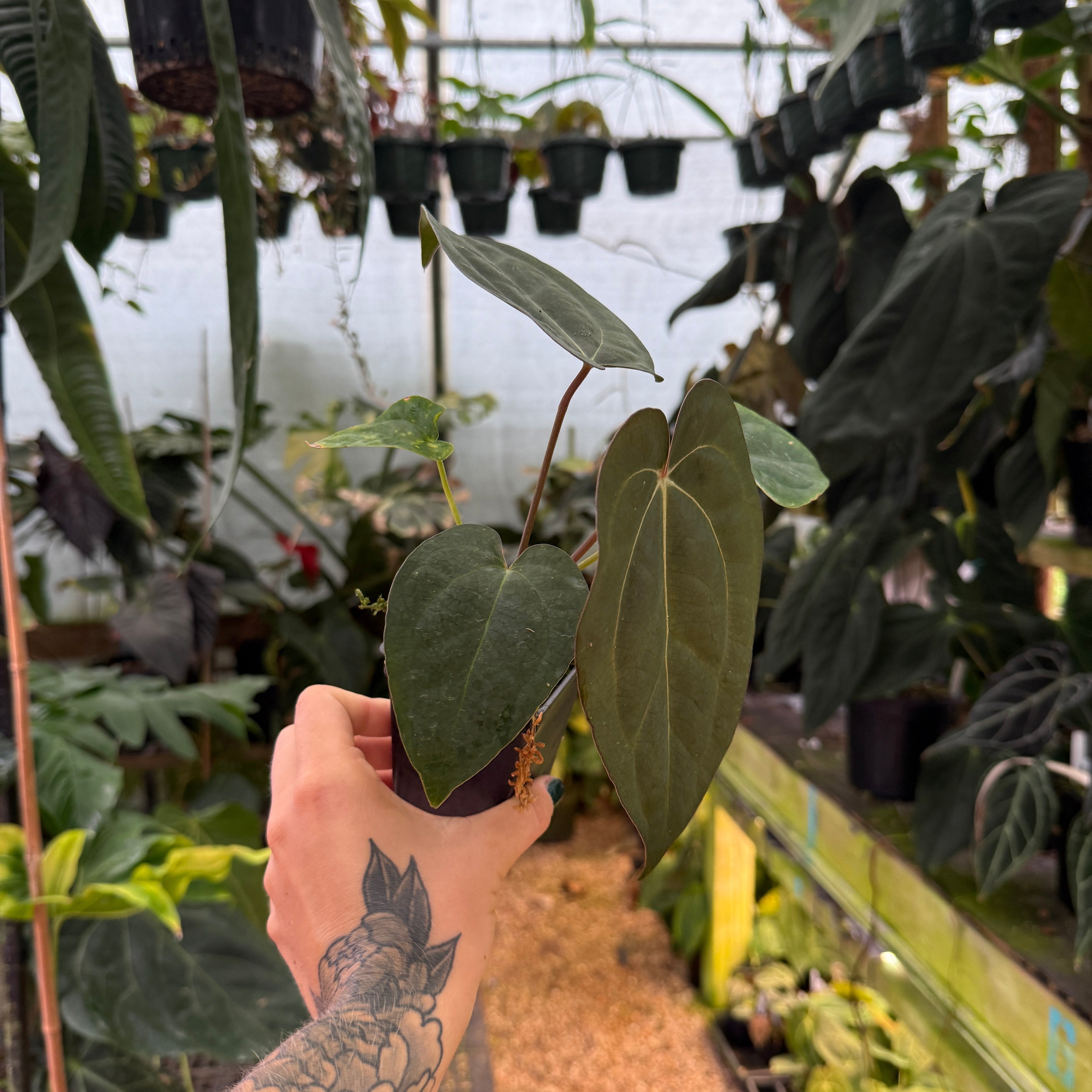 Anthurium 'Ace of Spades' x carlablackiae, CAR-0663 – Carnivero