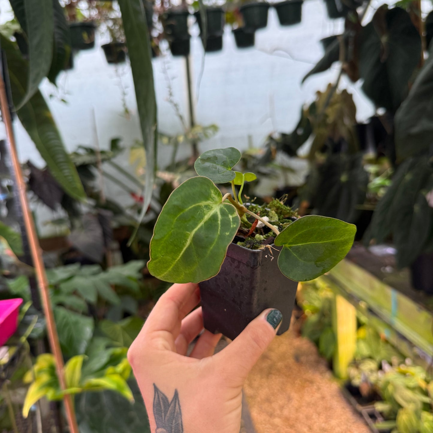 hand holding a small anthurium