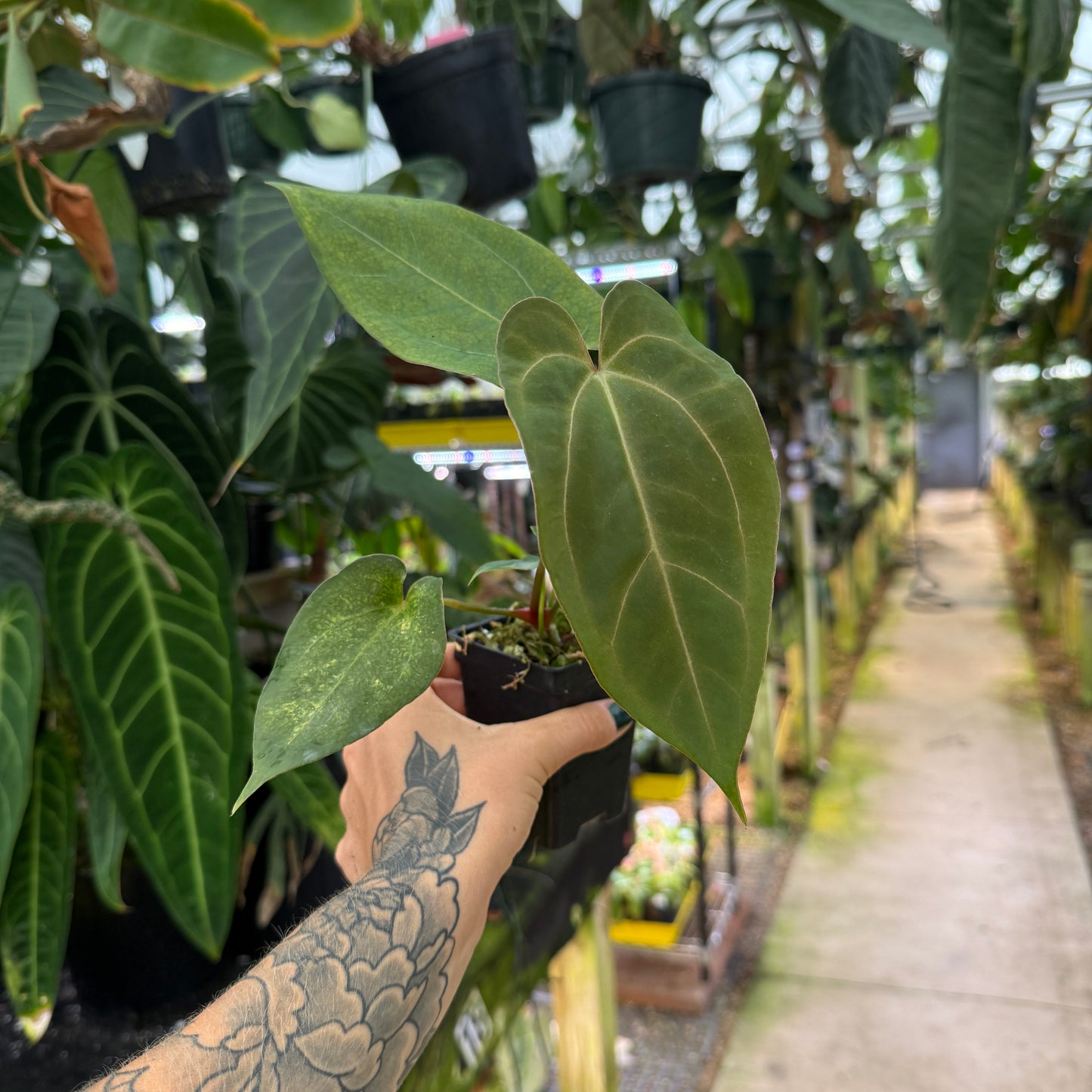 hand holding a medium anthurium