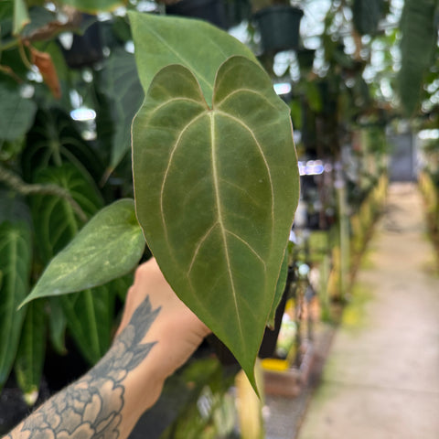 hand holding a medium anthurium leaf