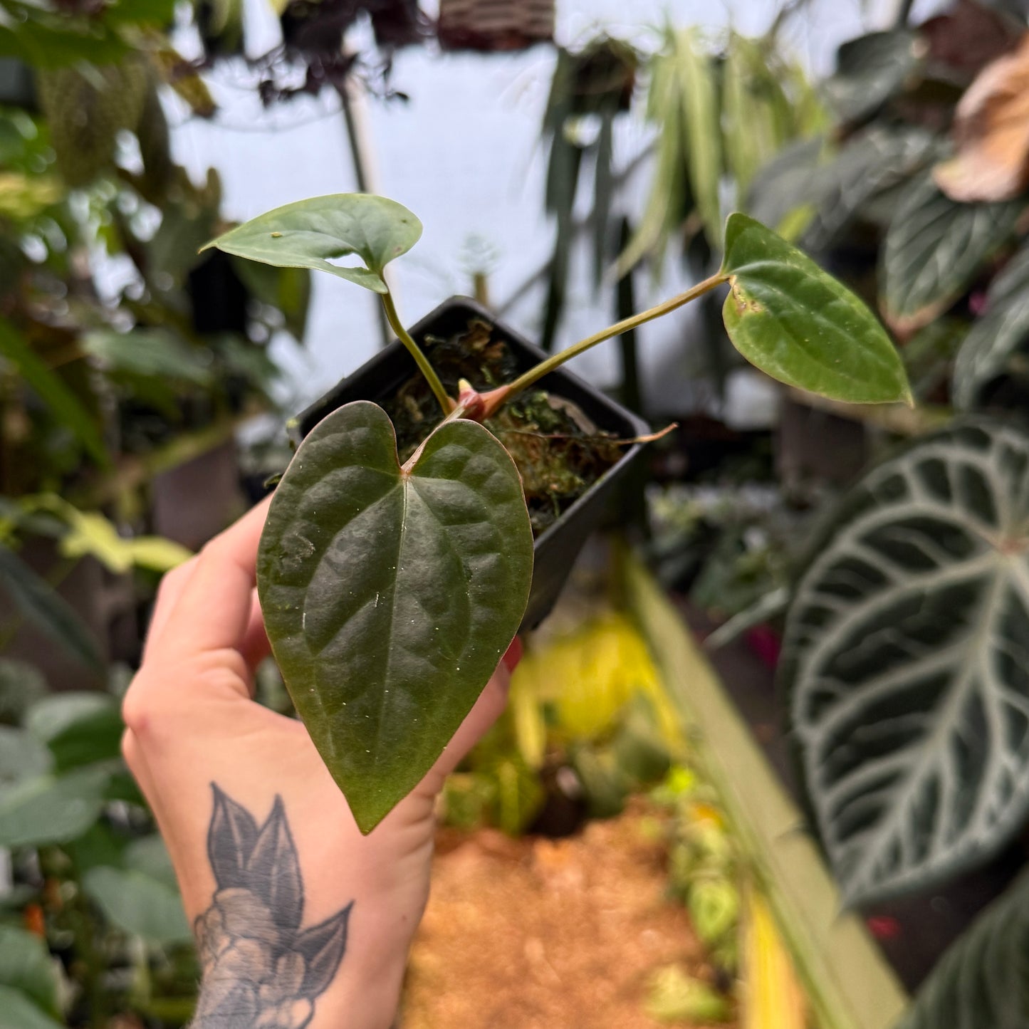 top view of an anthurium