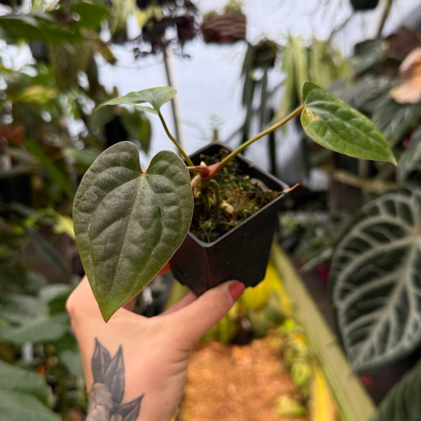 anthurium besseae for sale Anthurium luxurians x besseae aff., CAR-0550 – Carnivero