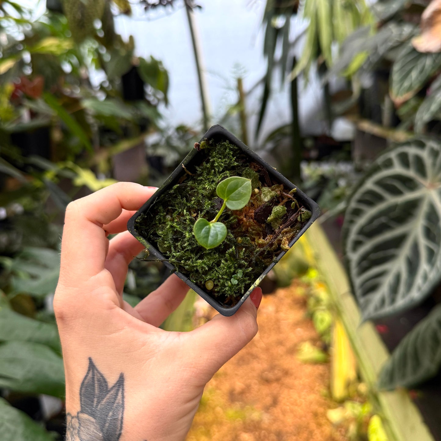 best western anthurium Anthurium luxurians x besseae aff., CAR-0550 – Carnivero