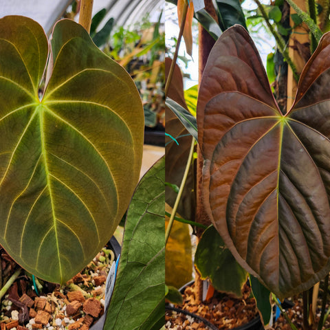 Pair of large heart-shaped Anthurium leaves from Indo Hoffmannii x papillilaminum showing green and bronze tones