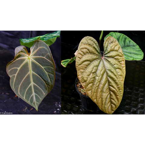 Two panel view of Anthurium magnificum x debilis CAR-0369 leaves left a dark green leaf with pale veins right a large mature leaf with golden tint