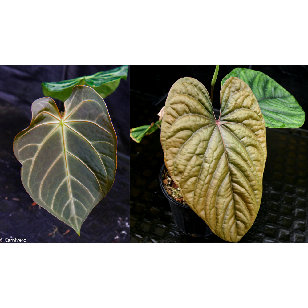 anthurium magnificum mature Anthurium magnificum x debilis, CAR-0369 – Carnivero