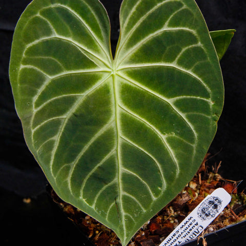 Young Anthurium magnificum leaf with bold pale venation in a pot