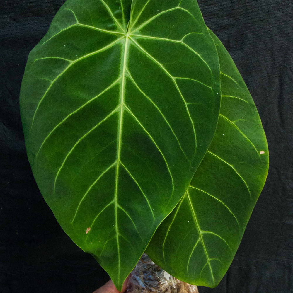 Anthurium magnificum seeds