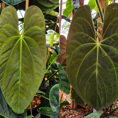 Anthurium papillilaminum CAR-0282 with two large heart-shaped leaves displaying bright lime veins