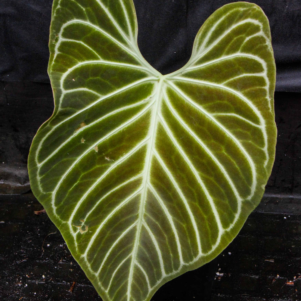 anthurium regale seedling Anthurium regale (seedlings) – Carnivero