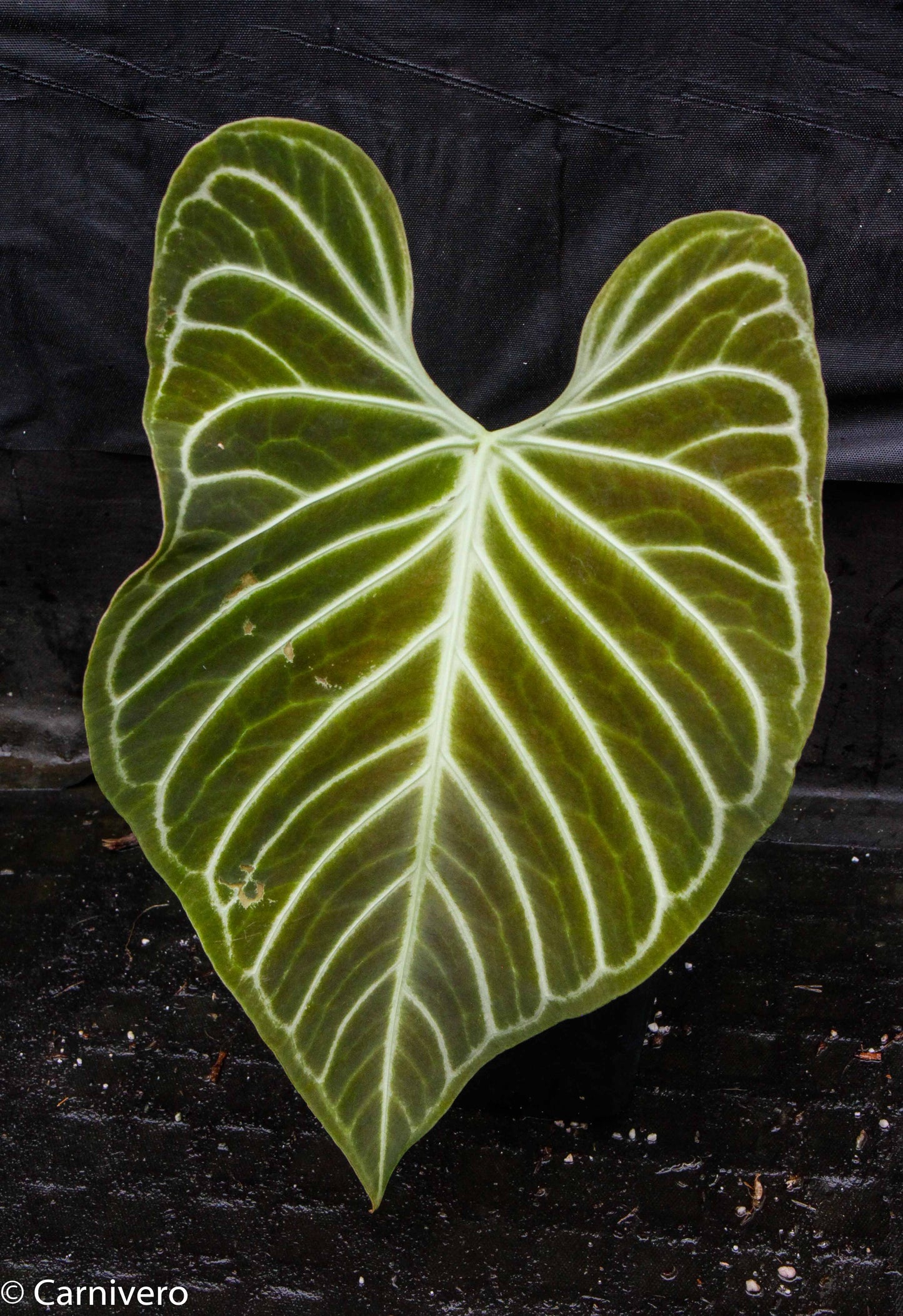 anthurium regale new leaf Anthurium regale (seedlings) – Carnivero