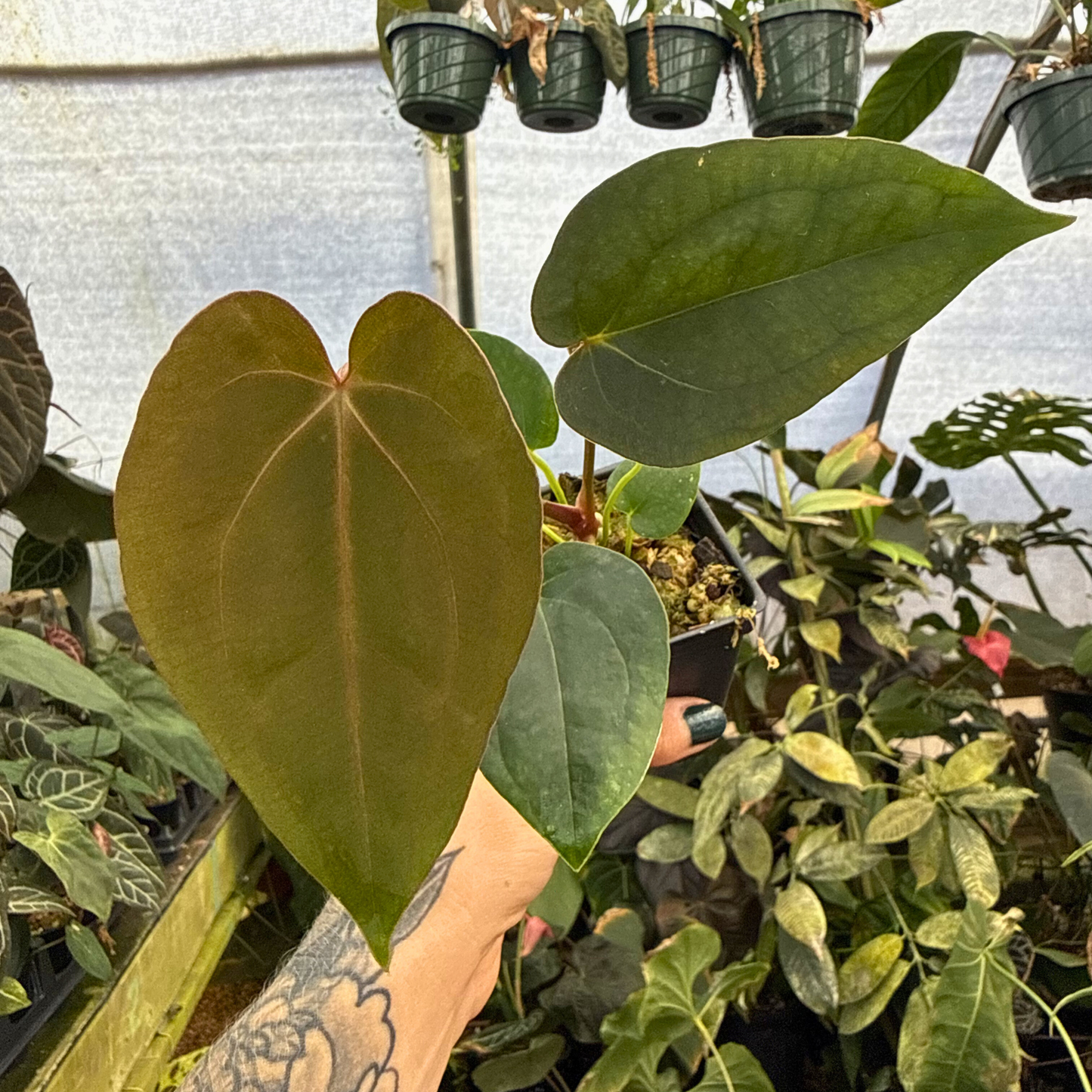 Anthurium 'Eterna' x 'Michelle', CAR-1026