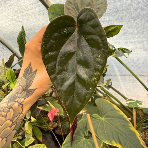 Glossy leaf of Anthurium luxurians x Gigi held by a tattooed hand in a greenhouse