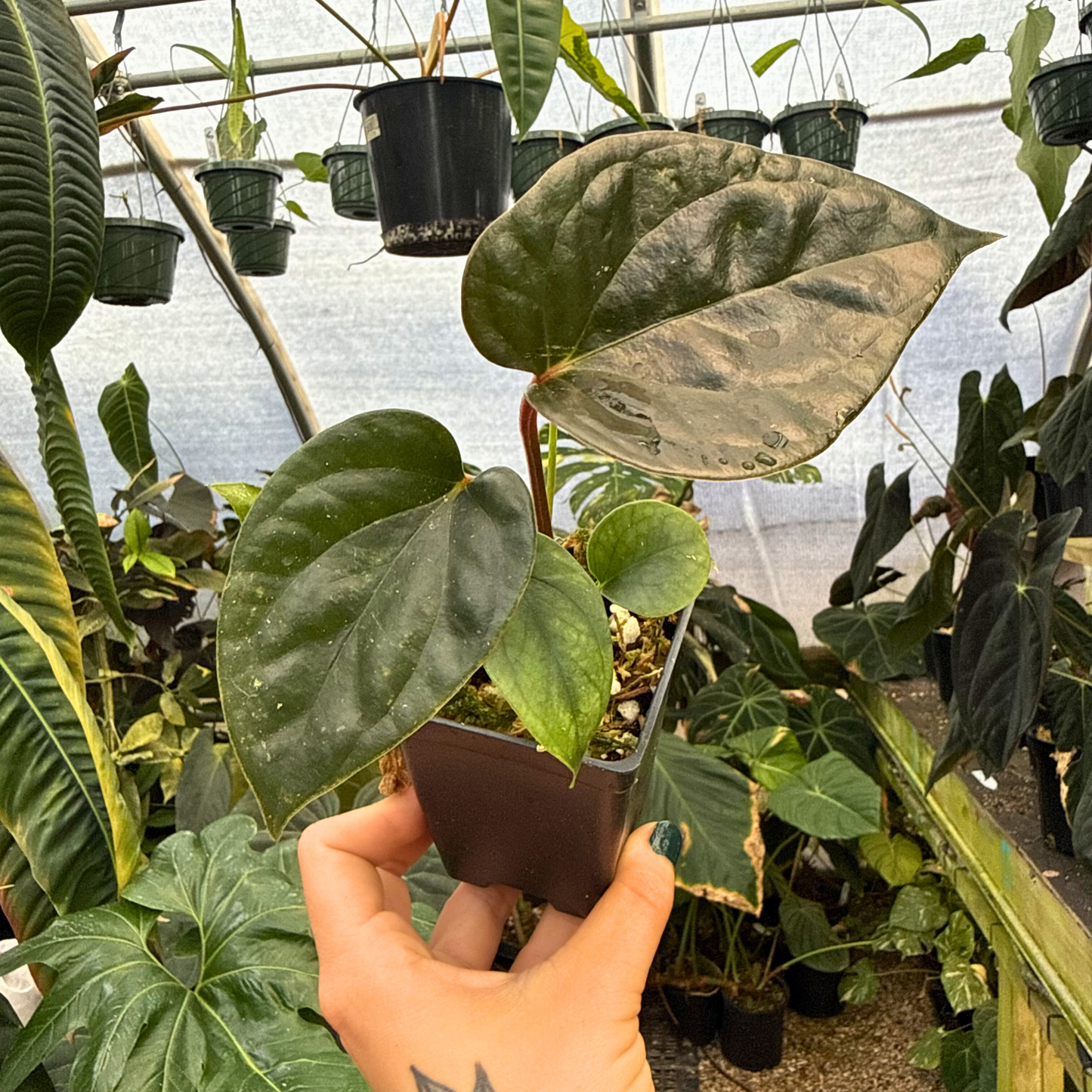 Anthurium luxurians x 'Gigi', CAR-0606