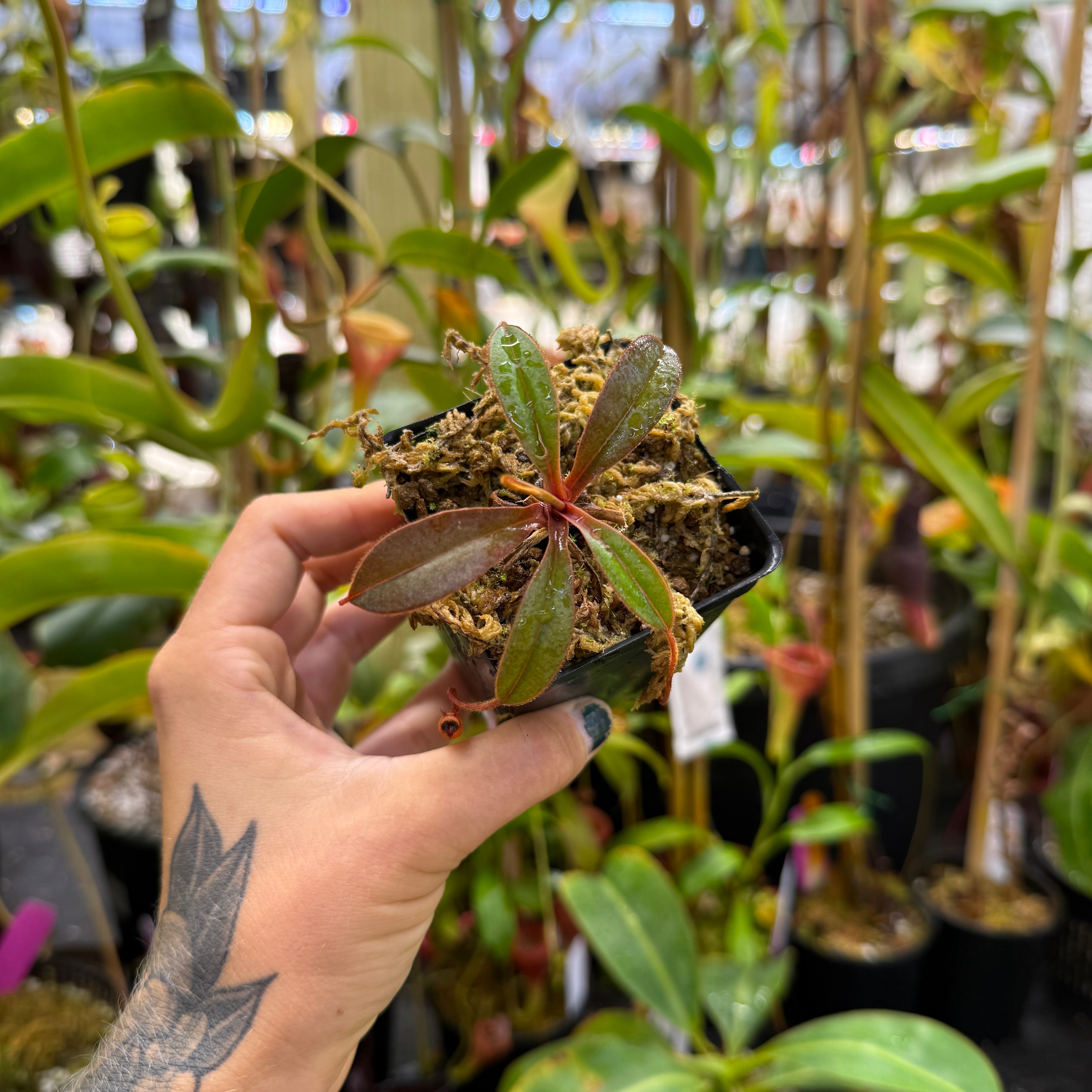 Nepenthes argentii – Carnivero
